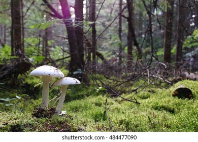 Cogumelo branco selvagem em uma floresta, conto de fadas