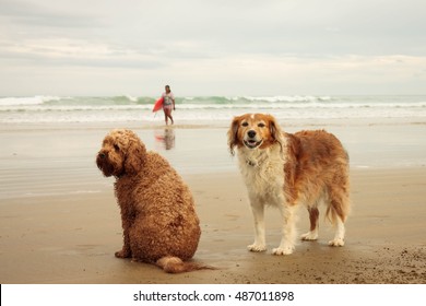 waakhonden - twee honden die als badmeester wachten op hun jonge eigenaar die op zee aan het surfen is op een strand in Gisborne, Nieuw-Zeeland