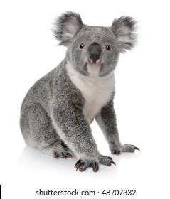 Jonge koala, phascolarctos cinereus, 14 maanden oud, zit op witte achtergrond