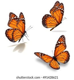 Prachtige drie monarchvlinders, geïsoleerd op een witte achtergrond