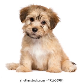 かわいい havanese 子犬犬は正面に座って、白い背景で隔離のカメラ目線