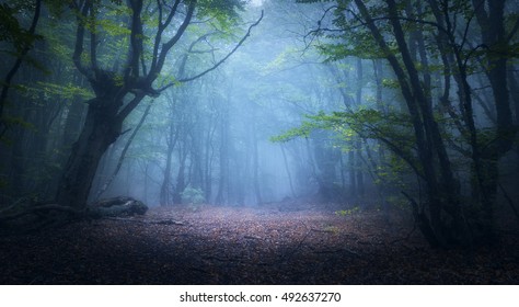 Bosque en niebla. Bosques de otoño. Bosque de otoño encantado en niebla por la mañana. Viejo árbol. Paisaje con árboles, colorido follaje verde y rojo y niebla azul. Fondo de la naturaleza. Bosque de niebla oscura