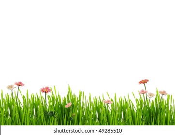 Frisches Gras und Gänseblümchen, isoliert auf weißem Hintergrund