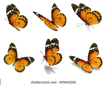 Mooie zes geplaatste monarchvlinders, geïsoleerd op witte achtergrond