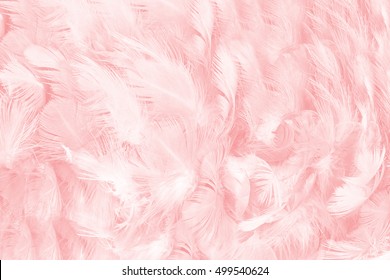 Vintage rosa coral, fondo de textura de patrón de plumas, piel suave pastel para que el bebé duerma.
