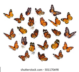 Grote set Monarch Butterfly geïsoleerd op een witte achtergrond.