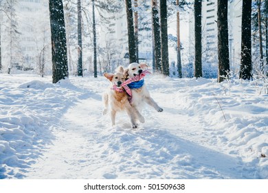 ritratto di un cane all'aperto in inverno. due giovani golden retriever che giocano nella neve al parco. giocattoli da tiro