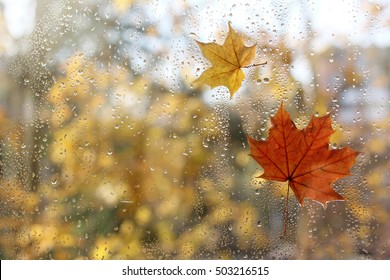 regendruppels en gevallen esdoornbladeren op het raam / weer karakteristieke herfst