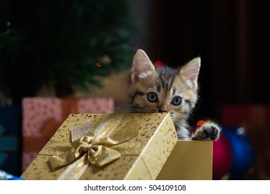 Brown tabby kitten feline HD wallpaper download