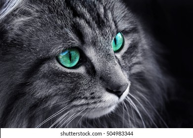 Het gezicht van een Noorse boskat met turquoise ogen
