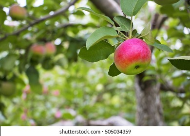 Rød Macintosh æble, moden og klar til at plukke fra træet