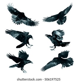 Vogelfliegender gemeiner Raben (Corvus corax) lokalisiert auf weißem Hintergrund. Halloween - mischen Sie sechs Vögel