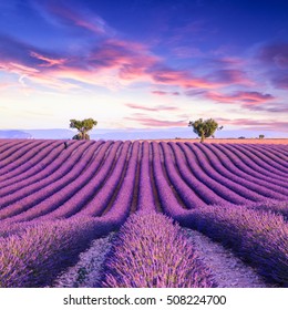 lavanda en los árboles HD descarga de fondo de pantalla