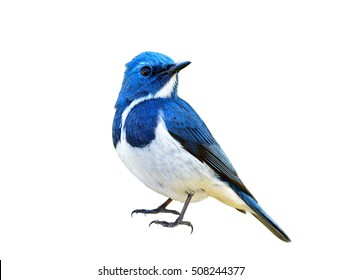 Blauer Vogel, Ultramarine Flycatcher (Superciliaris Ficedula), voll stehend mit Details von Kopf bis Fuß, exotische Natur