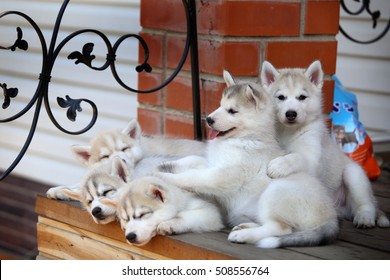 Mooie Husky-puppy's