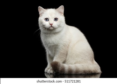Adorable gato de raza británica de color blanco con ojos azules mágicos, sentado en un fondo negro aislado con reflejo