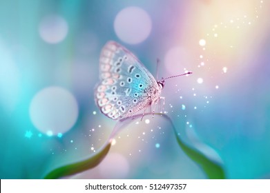 Schöner weißer Schmetterling auf weißen Blütenknospen auf einem weichen unscharfen blauen Hintergrund Frühling oder Sommer in der Natur. Sanftes romantisches verträumtes künstlerisches Bild, schönes rundes Bokeh.