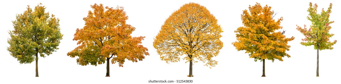 Herfst bomen geïsoleerd op een witte achtergrond. Eik, esdoorn, linde. Geel rood groen blad