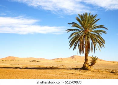 砂漠のヤシ オアシ モロッコ サハラ アフリカ 砂丘