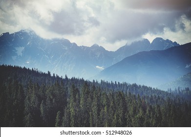 Forest. Green mountain forest landscape. Misty mountain forest. Fantastic forest landscape. Mountain forest in clouds landscape. Foggy forest. Mountain forest landscape. Dark forest in haze landscape.