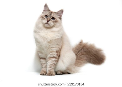 cat white background