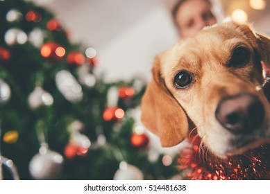 Gos assegut al costat del seu amo i arbre de Nadal