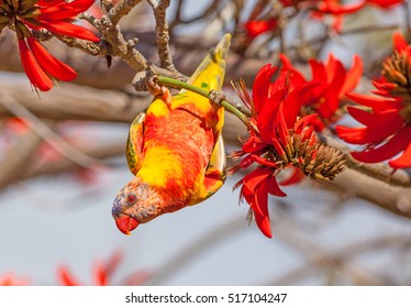 Color aberrations in a Rainbow Lorikeet (Trichoglossus haematodus), a medium-sized Australian parrot, seen here feeding on the flowers of a Coral Tree (Erythrina sykesii) in Perth, Western Australia.