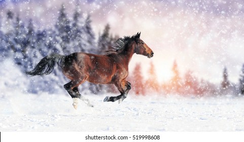 Paard rent in galop op het winterveld