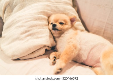 Lindo perro pomeraniano durmiendo sobre una almohada en la cama, en un dormitorio con luz tenue, con espacio para copiar