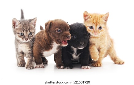 Kittens en puppy's geïsoleerd op een witte achtergrond.