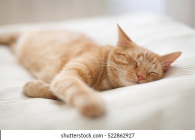 Gato de jengibre durmiente - sueño perfecto