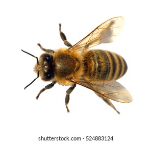 detail van bij of honingbij in het Latijn Apis Mellifera, Europese of westerse honingbij geïsoleerd op de witte achtergrond, gouden honingbij