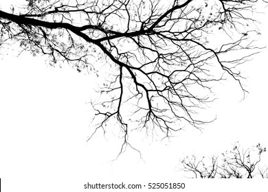 Cabang-cabang pohon telanjang dengan latar belakang putih pucat