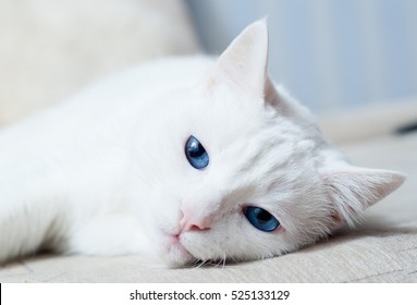 Gato blanco con ojos azules tratando de dormir