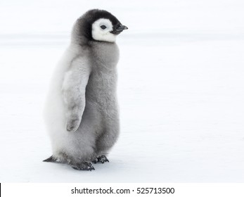 Emperor Penguin chick 