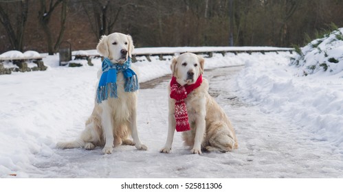 Un par de perros golden retriever con bufanda azul y roja sentados en la nieve. Invierno en el parque. Horizontal, copie el espacio.