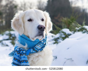 Adorable perro golden retriever con bufanda azul sentado en la nieve. Invierno en el parque. Enfoque horizontal y selectivo.