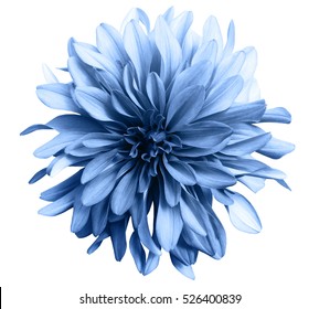 hellblaue Blume auf einem weißen Hintergrund lokalisiert mit Beschneidungspfad. Nahaufnahme. große zottige Blume. für das Design. Dahlie.