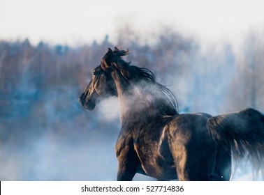 zwart paard winterportret in actie