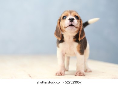 kleine schattige beagle puppy hondje opzoeken