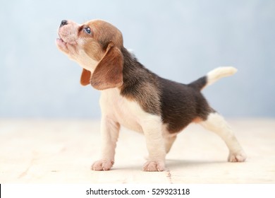 kleine schattige beagle puppy hondje opzoeken