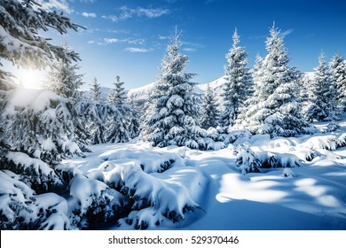 Majestätische weiße Fichten, die durch Sonnenlicht leuchten. Malerische und wunderschöne Winterszene. Standort Ort Karpaten-Nationalpark, Ukraine, Europa. Skigebiet Alpen. Blautönung. Frohes neues Jahr! Schönheitswelt.