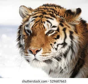 Siberische tijger in de winter