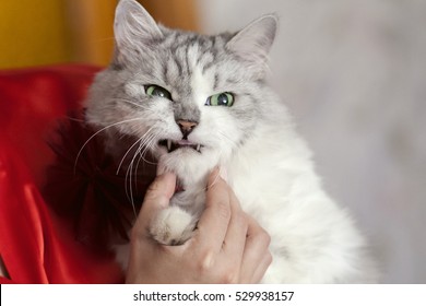 愛人の手に怒っている猫