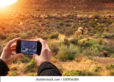 Closeup of hands taking snap on mobile phone of lions during a safari in South Africa