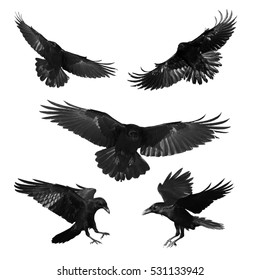 Vögel - mischen fliegende gemeine Raben (Corvus corax) lokalisiert auf weißem Hintergrund. Halloween - mischen Sie fünf Vögel