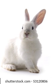 lindo conejo