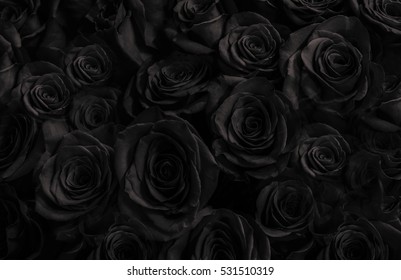 Red rose in the dark 2K wallpaper download