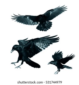 Vögel - mischen fliegende gemeine Raben (Corvus corax) lokalisiert auf weißem Hintergrund. Halloween - mischen Sie drei Vögel