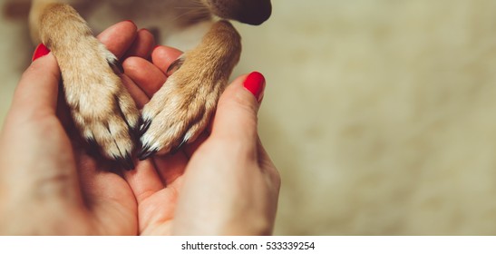Conexión humana y animal. El concepto de confianza y amistad.